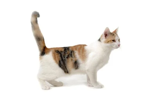 Cat on white background Stock Photos