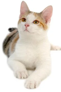 Cat on white background Stock Photos