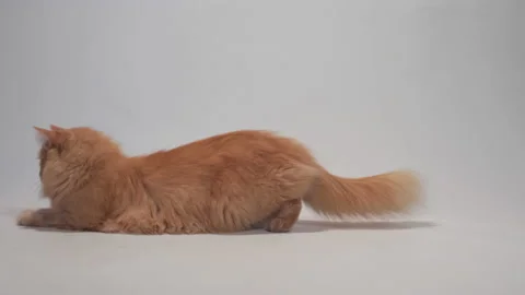 A cat on a white background plays with a laser pointer Stock Footage 154501763