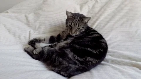 Cat on white bed sheet stretches, cleans itself and does a cat hump Stock Footage 123587007