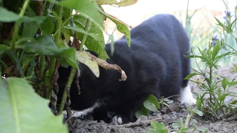 Cat with white breast tracks down mice Stock Footage 92090251