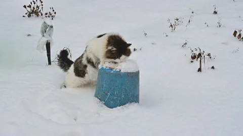 A cat in a white fluffy fur coat with dark spots eats seeds sprinkled with snow. Stock Footage 155456687