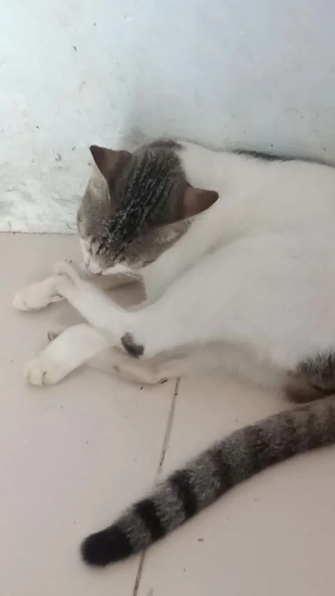 Cat white Stock Footage 274694299