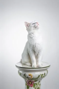 Cat on white looking up Stock-Fotos