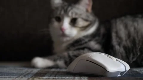 Cat with white mouse .wireless gaming mouse Stock Footage 283510483
