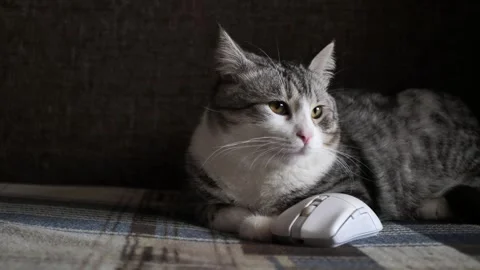 Cat with white mouse .wireless gaming mouse Stock Footage 283510527