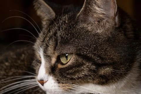 Cat with white muzzle, nose and greyish black, brown fur. Stock Photos