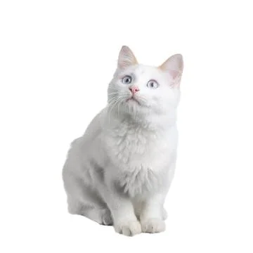 Cat on white Stock Photos