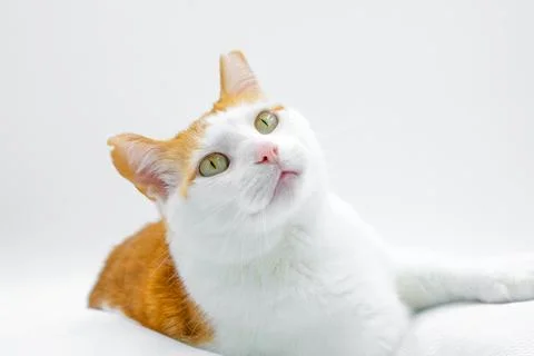 Cat white Stock Photos