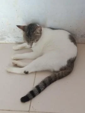 Cat white 스톡 사진