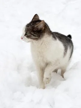 Cat on white snow Foto stock