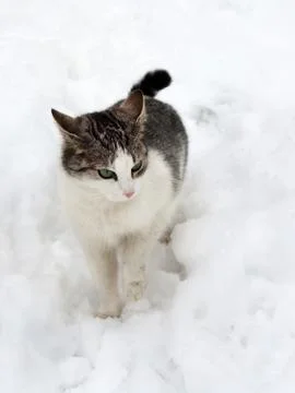 Cat on white snow Stock Photos