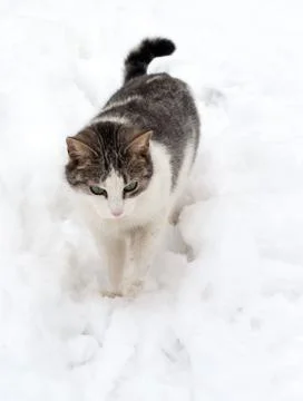 Cat on white snow Stock Photos