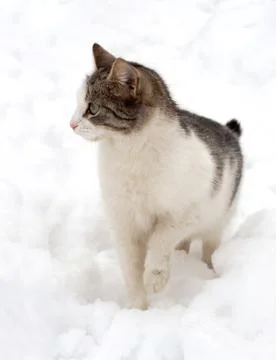 Cat on white snow Stock Photos