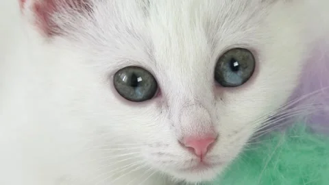 Cat, White Turkish Angora Playing with Toys, Playful Kitten, Family Pet, Animal Stock Footage 345154401