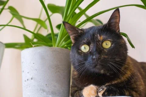 Cat on the white window with grass in a pot. Kitten play and surprise eatin.. Foto stock