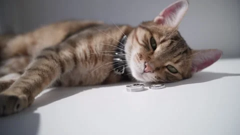 Cat on a white windowsill next to the wedding rings Stock Footage 160197265