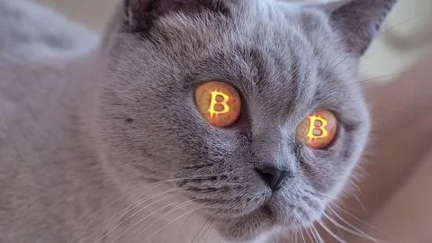Cat in whose eyes symbol of bitcoin. Crypto currency Stock Photos