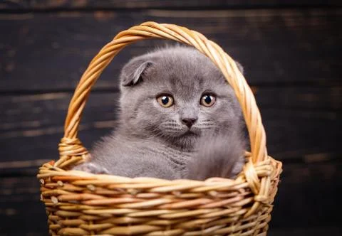 Cat in a wicker basket on a black background Stock Photos