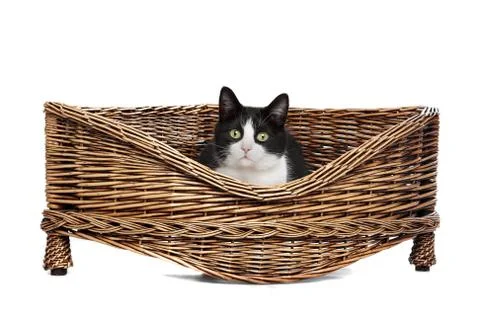 Cat in wicker bed Stock Photos