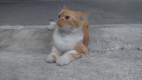 Cat Wiggling Ear at Night Stock Footage 283259062