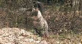 Cat in wild closer HD HD Footage