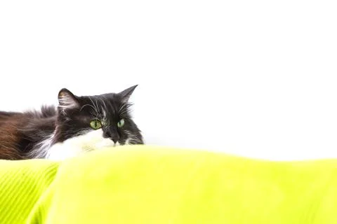 Cat with wild eyes ready to attack Stock Photos