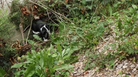 Cat in the wild Stockbeeldmateriaal 159547426