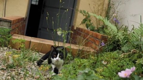 Cat in the wild Stock Footage 159547476