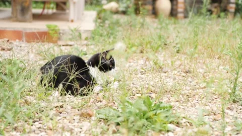 Cat in the wild Stock Footage 159547490