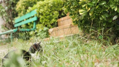 Cat in the wild Stockbeeldmateriaal 159547520