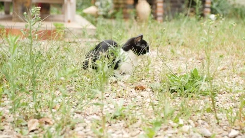 Cat in the wild Stockbeeldmateriaal 159547531