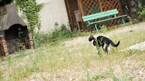 Cat in the wild Stockbeeldmateriaal 159547548