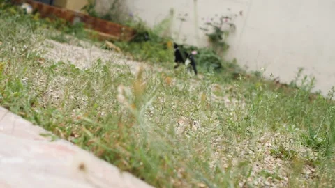 Cat in the wild Stockbeeldmateriaal 159549257