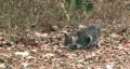 Cat in wild in leaves HD HD Footage
