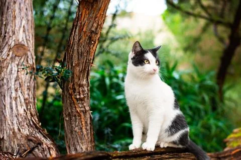 Cat in the wild Stock Photos