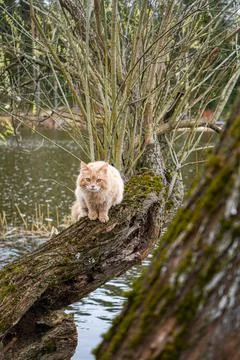 The cat in the wild Stock Photos
