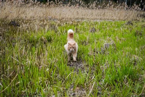 The cat in the wild Stock Photos