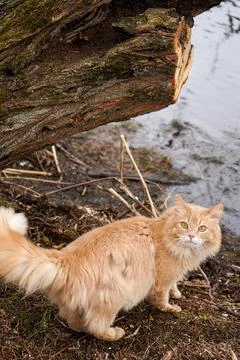 The cat in the wild Stock Photos