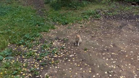 Cat in the wild Stock Photos