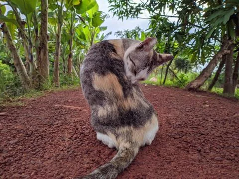 Cat in the wild 스톡 사진