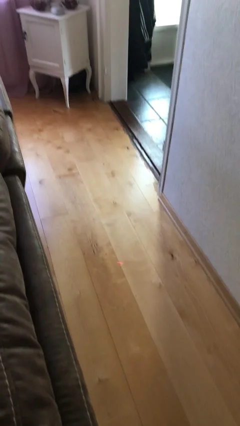 Cat Wildly Bats at Laser Pointer, Sosdala, Sweden - 17 Aug 2018 Stock Footage 205414918