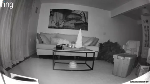 Cat Will Not Let Christmas Tree Stand, usa - 22 Nov 2024 Video stock 293640481