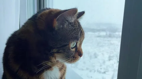 Cat window 2 Video stock 305993010
