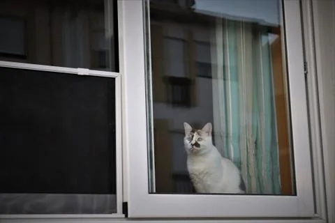 Cat in the window 2 Stock Photos