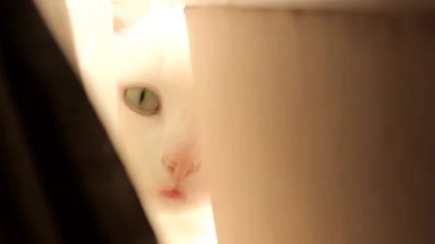 Cat in window 2 RAW Stock Footage 237268497