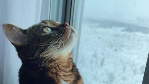 Cat window 3 Video stock 305993007