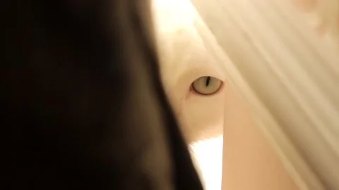 Cat in window 3 RAW Stock Footage 237268536