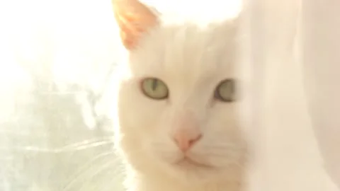 Cat In Window Behind Net RAW Stock Footage 237268514