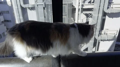 Cat in window at cat cafe Mocha Shibuya Center-gai (editorial) Stock Footage 296026297